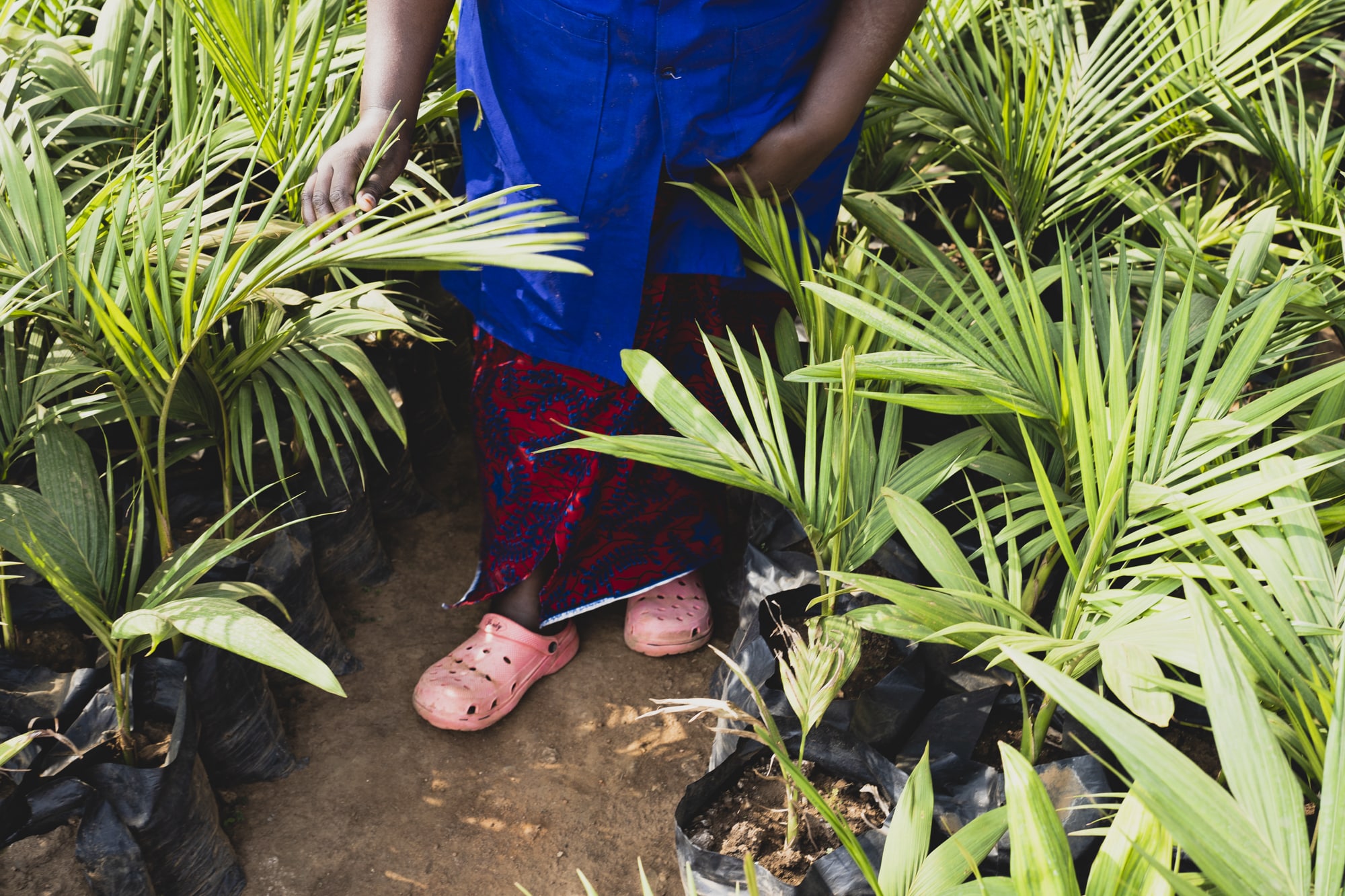 Gr&acirc;ce au soutien de l&rsquo;UNHCR, Alisaba Aunice fournit d&eacute;sormais les r&eacute;fugi&eacute;&middot;es en graines et semis &agrave; hauteur de 70% de ses ventes.