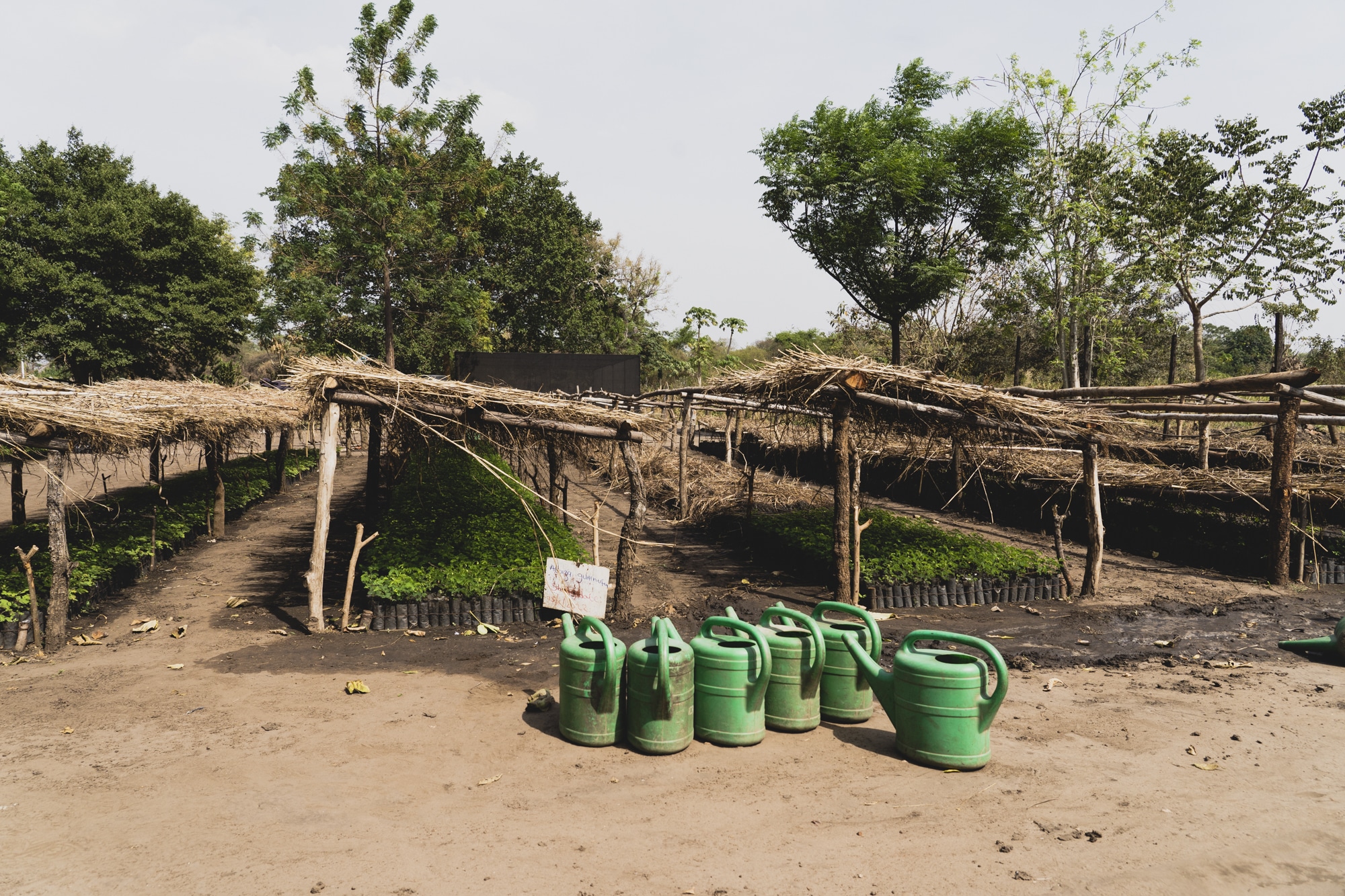 Les semis en pr&eacute;paration dans la p&eacute;pini&egrave;re d&rsquo;ICRAF.